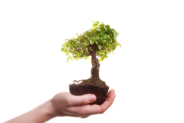 Ręka trzyma drzewo bonsai — Zdjęcie stockowe
