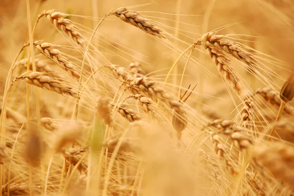 Weizen vor der Ernte — Stockfoto