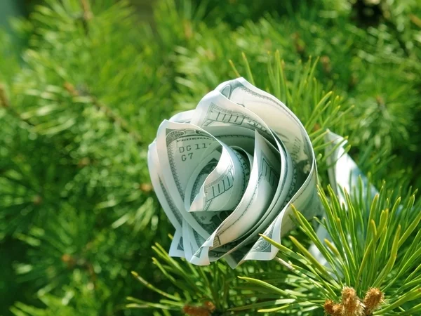 stock image Money flower cristmas concept