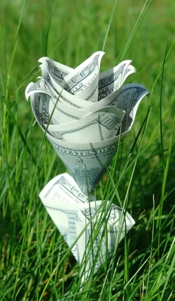 stock image Money flower in green grass