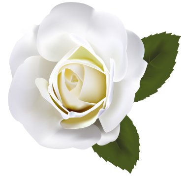 Beautiful white rose with green leaves. Vector. clipart