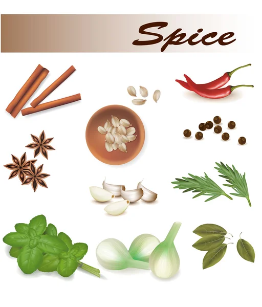 Group of spices. Vector. — Stock Vector