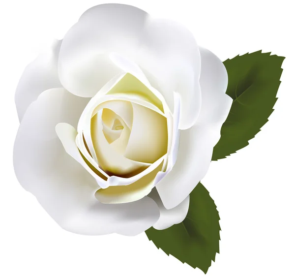 美丽的白玫瑰与绿色的树叶。矢量. — 图库矢量图片