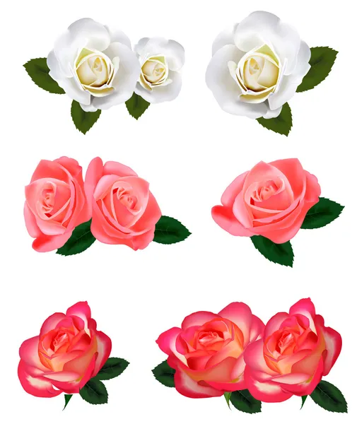 Gran conjunto de hermosas rosas. Vector . — Archivo Imágenes Vectoriales