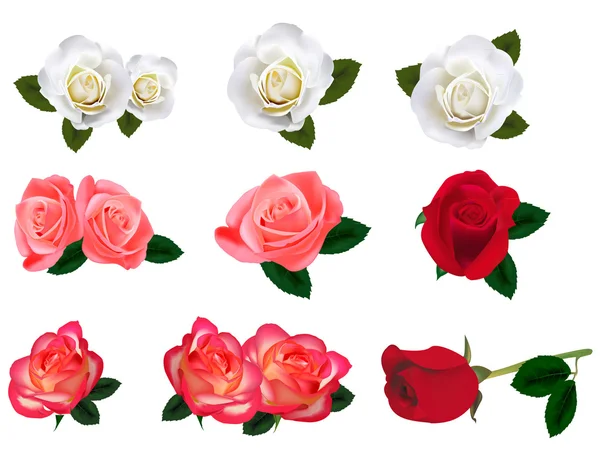 Hermosas rosas sobre un fondo blanco. Vector . — Archivo Imágenes Vectoriales