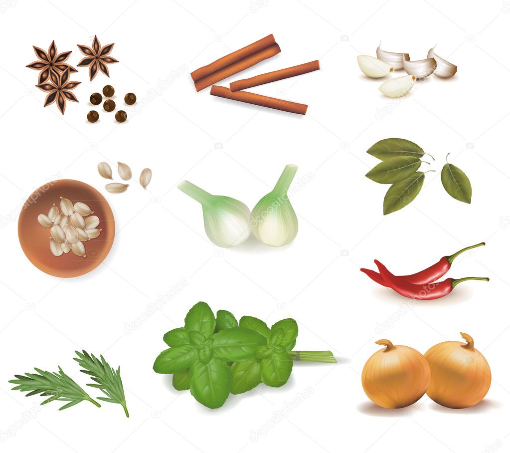 Group of spices. Vector.
