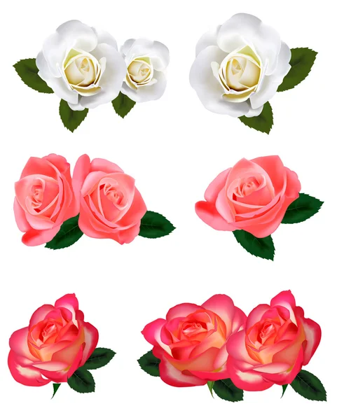 Un bel set di bellissime rose. Vettore . — Vettoriale Stock