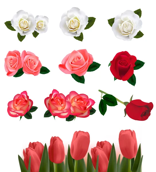 Uppsättning en vackra rosor på vit bakgrund. vektor. — Stock vektor