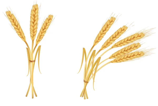 小麦の耳。ベクトル. — ストックベクタ