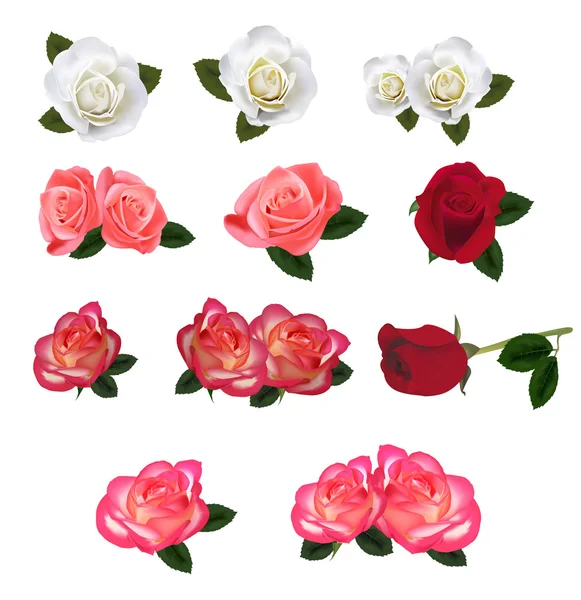 Grupo de umas rosas de beleza. Vetor . — Vetor de Stock