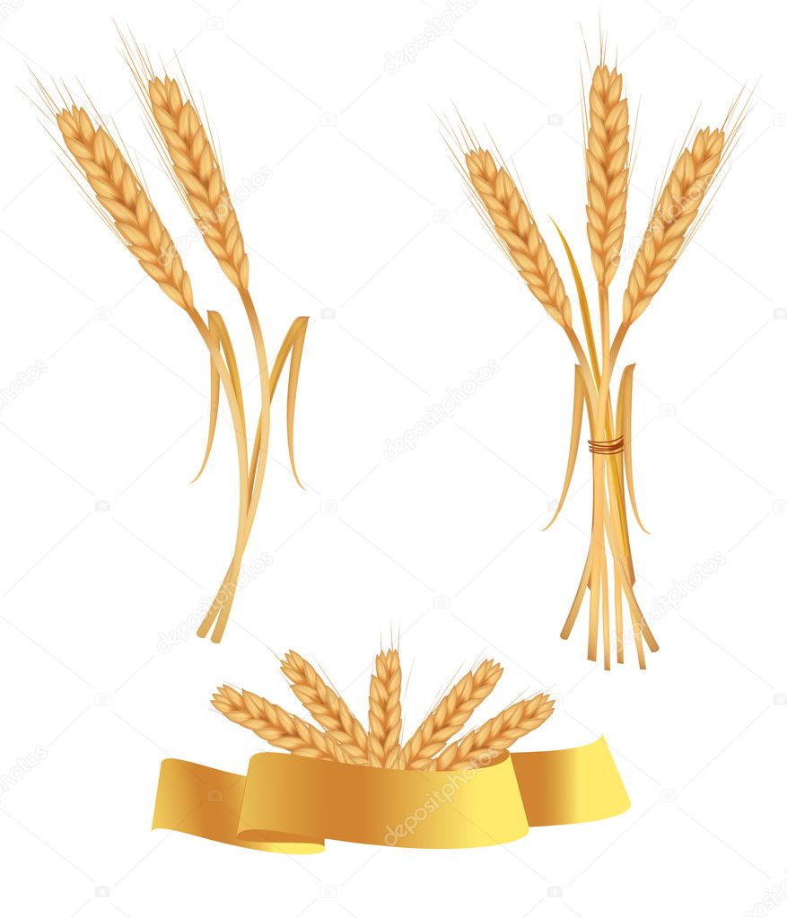 Some ears of wheat and ribbon. Vector.
