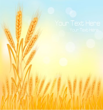 Background with ripe yellow wheat ears, agricultural vector illustration clipart