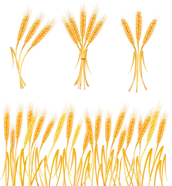 Фон с спелыми желтыми колосьями пшеницы, векторная иллюстрация сельского хозяйства — стоковый вектор