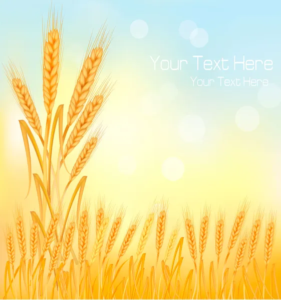Arrière-plan avec des oreilles de blé jaune mûr, illustration vectorielle agricole — Image vectorielle