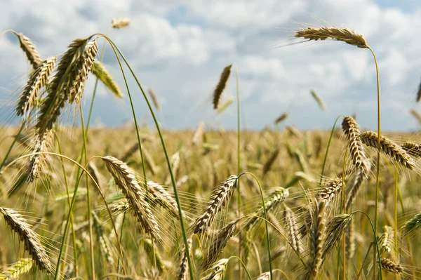 stock image Agriculture