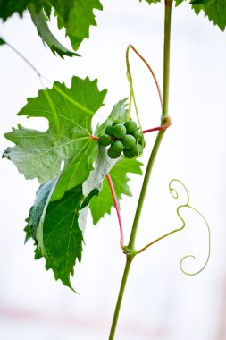 Grapes on vine clipart