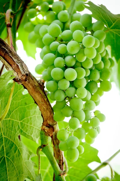 Zielone winogrona na winorośli Zdjęcia Stockowe bez tantiem