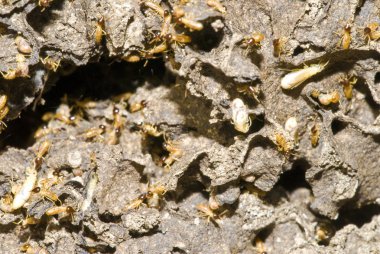 Termites Colony clipart