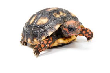 Tortoise clipart