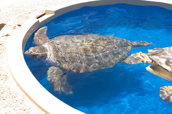 Turtle in Captivity — Stock Photo, Image