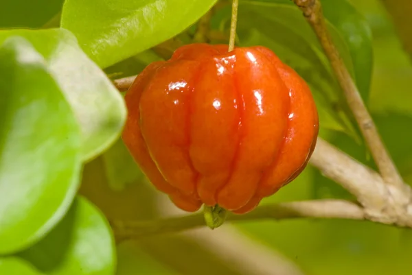 Surinam cherry — Stock Photo, Image