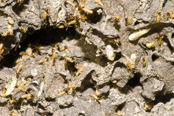 Kolonia termitów — Zdjęcie stockowe