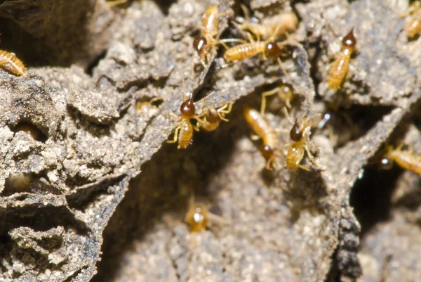 Termites Colony — Stock Photo, Image