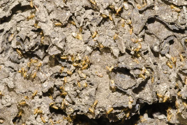 Kolonia termitów — Zdjęcie stockowe