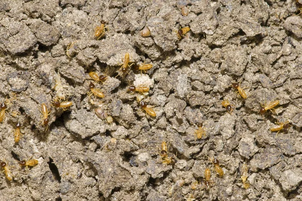 Colonia di termiti — Foto Stock