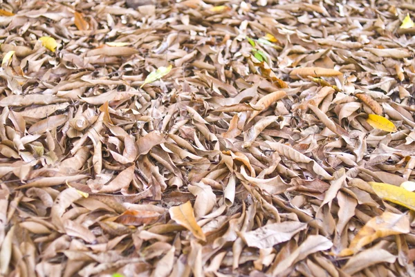 Осенние листья изолированы — стоковое фото