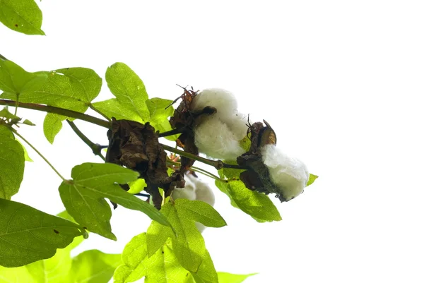 Tree cotton — Stock Photo, Image