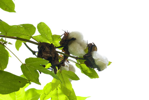 Tree cotton