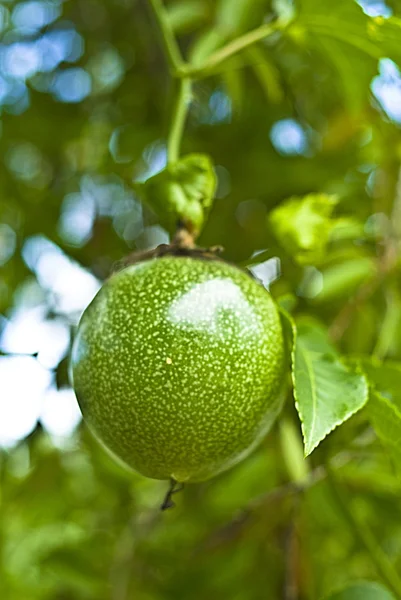 Passion Fruit — Stock Photo, Image