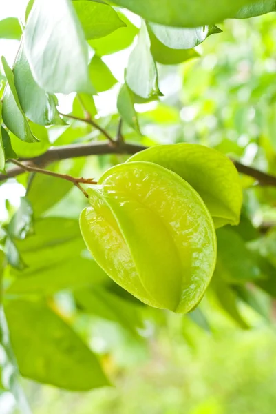 stock image Stair Fruit in Nature