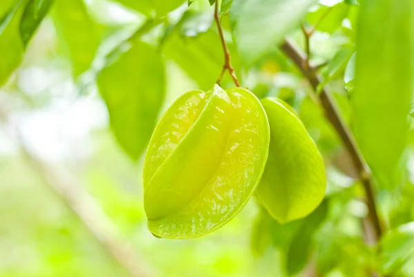 Merdiven meyve doğada — Stok fotoğraf