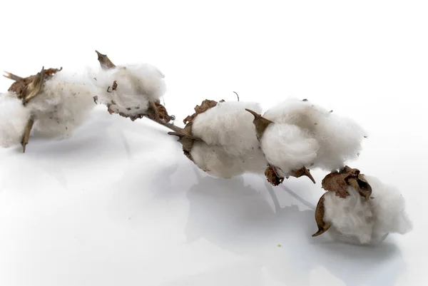 stock image Cotton