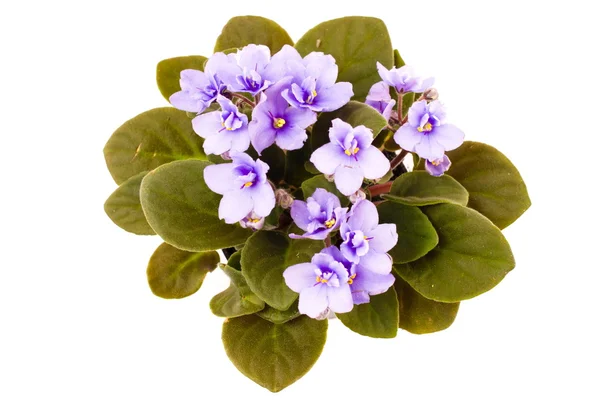 Violet — Stock Photo, Image