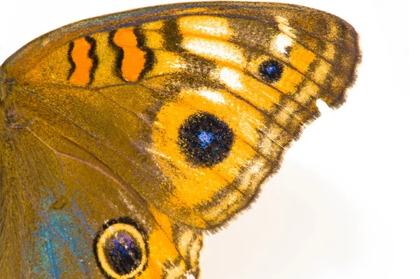 stock image Butterfly Wing