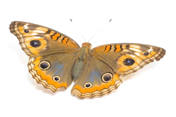 stock image Butterfly