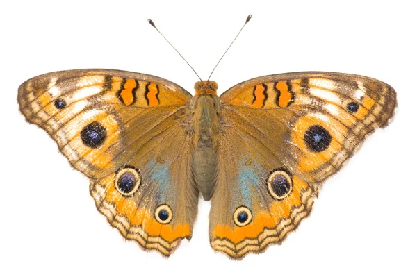 stock image Butterfly