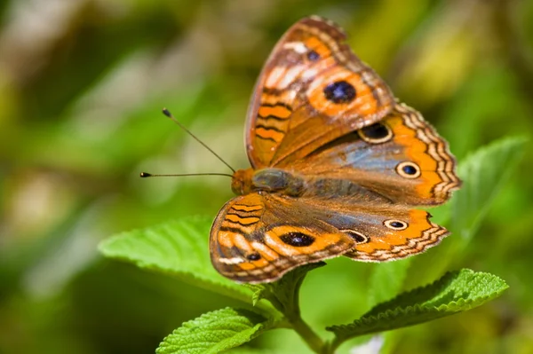 stock image Butterfly