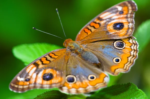 stock image Butterfly