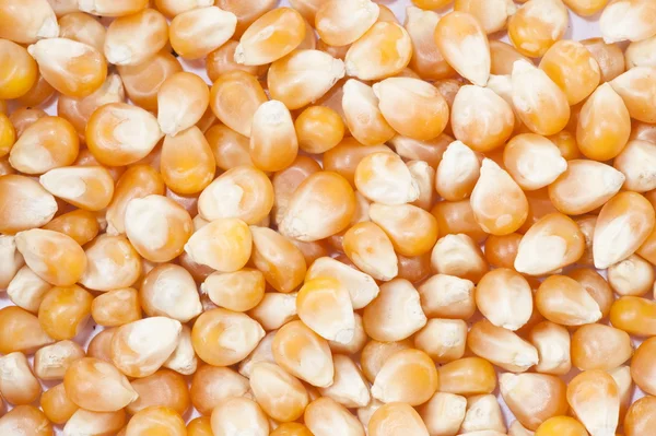 Achtergrond - maïs — Stockfoto
