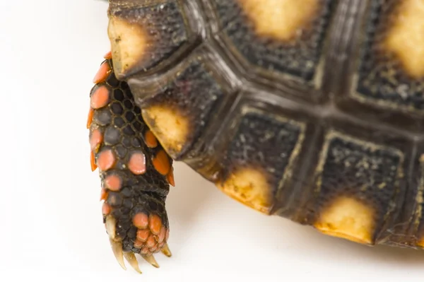Tortoise paw — Stock Photo, Image