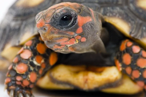 Черепаха — стоковое фото