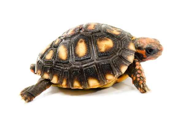 Tortoise — Stock Photo, Image