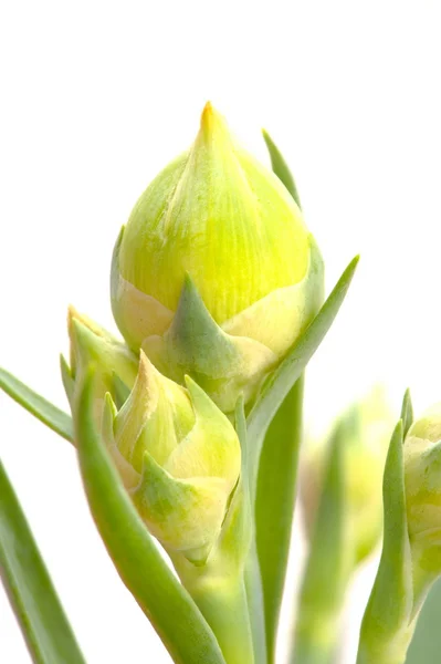 Flower Bud — Stock Photo, Image
