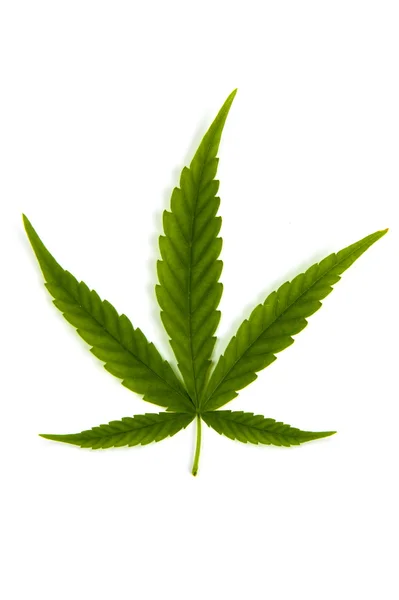 Cannabis — Stock Photo, Image
