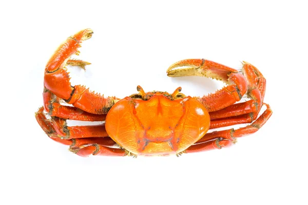Crab — Stock Photo, Image