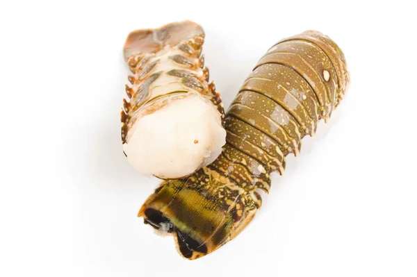 Ogon homara — Zdjęcie stockowe